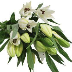Lilium Oriental