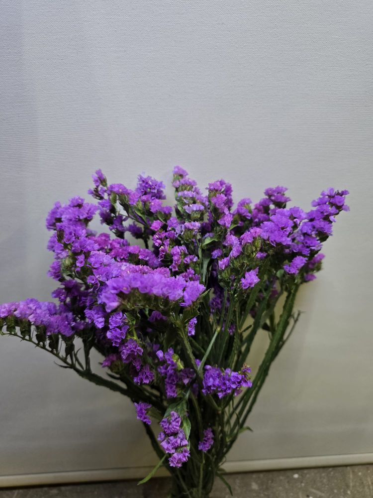 Limonium sinuatum