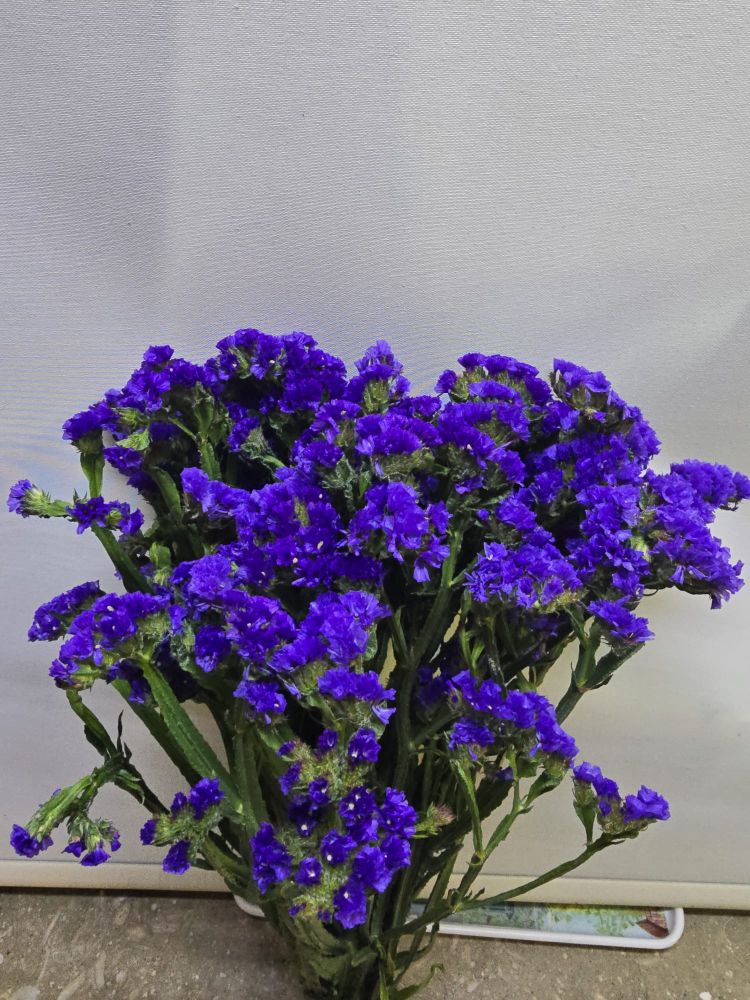 Limonium sinuatum