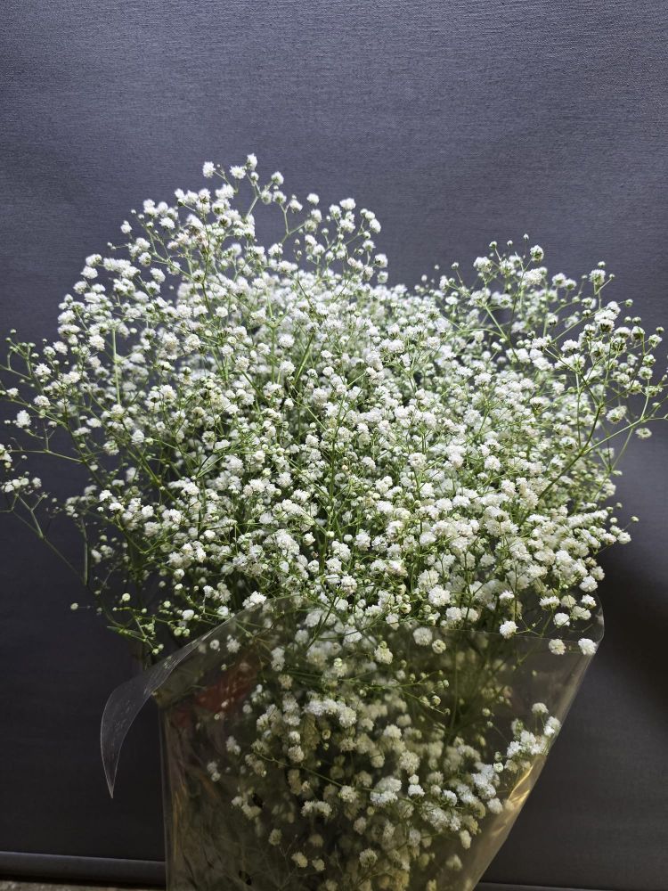 Gypsophila