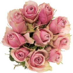 Rosa Athena Royale