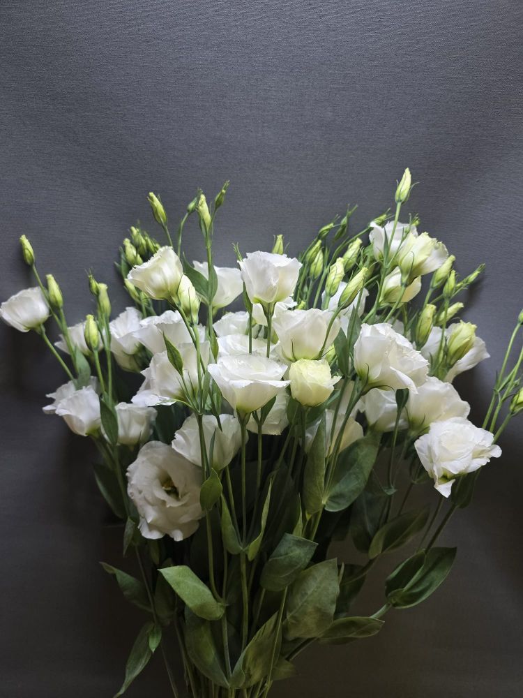 Eustoma